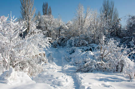Winter forest. Road, trail in the winter forest. Walk a winter trail through snowdrifts through a...