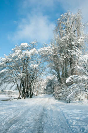 Winter forest. Road, trail in the winter forest. Walk a winter trail through snowdrifts through a snowy winter forestの写真素材