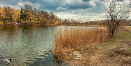 Old pond in the forest areaの写真素材