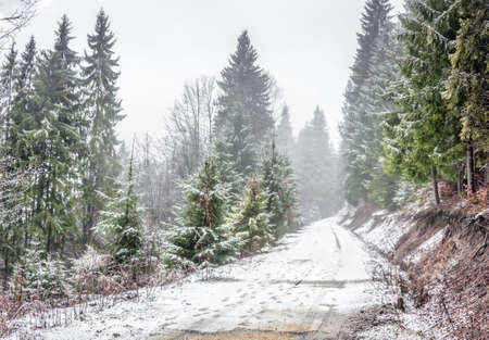 winter forest. Forest road in the winter forest. Carpathians, western Ukraineの写真素材