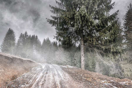 winter forest. Forest road in the winter forest. Carpathians, western Ukraineの写真素材