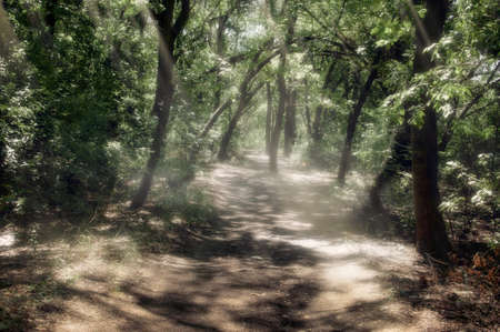Dirt road through dense, deciduous forest forest