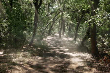 Dirt road through dense, deciduous forest forestの写真素材