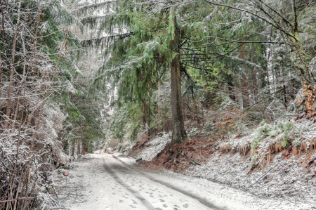 Winter road in the forest with trees covered with hoarfrost and snowの写真素材