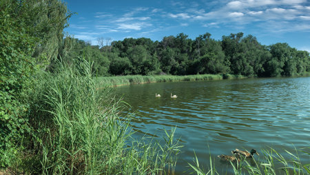 Beautiful landscape of the lake with ducks and reeds in summerの写真素材