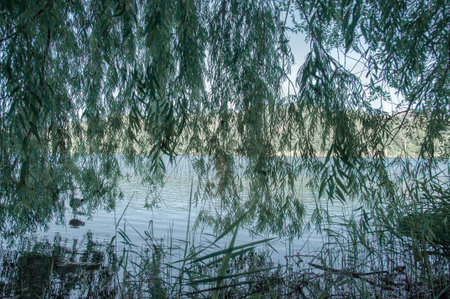 Willow trees on the shore of the lake in the summer.の写真素材
