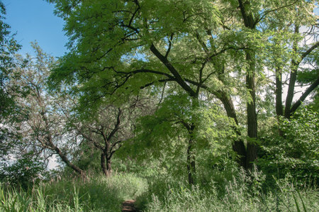Landscape with green trees and blue sky in the summer forest.の写真素材
