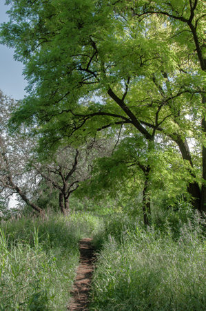 Trail through the forest with trees and grass in springtime.の写真素材