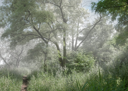 Morning fog in the forest. Beautiful natural landscape in the morning.の写真素材