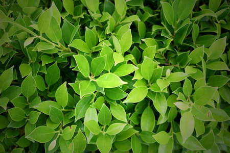 Green Leaves background, fresh wallpaper concept.