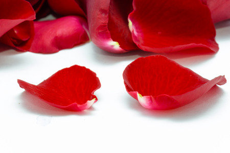 Red rose petal on white backgroundの写真素材