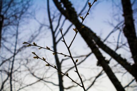 tree bud blossom bacgroundの写真素材