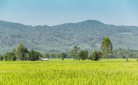 Rice Field and farmer Hut in thailandの写真素材