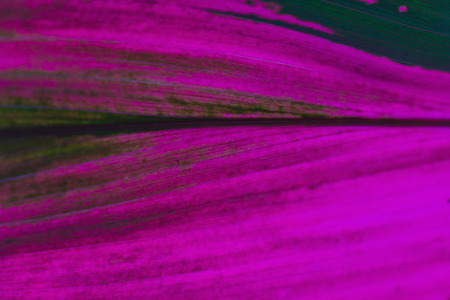 leave texture of tropical plant cordyline magenta colorの写真素材