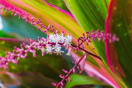 picture of tropicla plant Cordyline flowerの写真素材