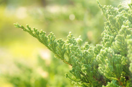 fresh green juniper tree background selective focusの写真素材