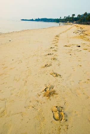 Horse hoof prints in the sandの写真素材