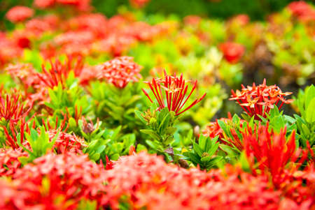Red Ixora coccineaの写真素材
