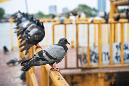 Pigeons in harborの写真素材