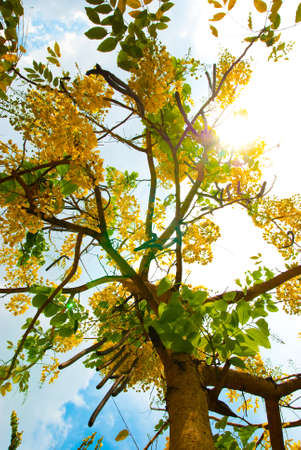 Branches of tree and sunの写真素材