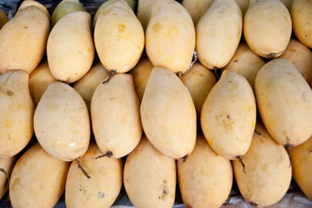 Selling yellow mango in market, Thailandの写真素材
