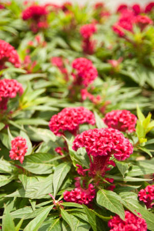 plumed cockscomb flowers in garden の写真素材