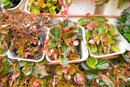 Outdoor flower pots for small garden の写真素材