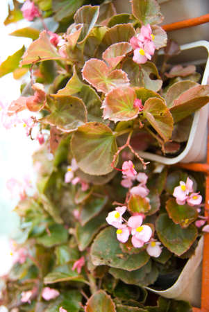 Outdoor flower pots for small gardenの写真素材