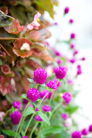 Thistle flowers are blooming pink の写真素材
