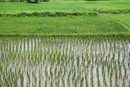 young rice plant in rice field at Thailand の写真素材