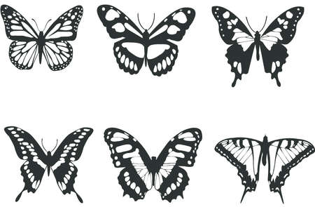 Collection black and white butterflies for design isolated on white (vector) のイラスト素材