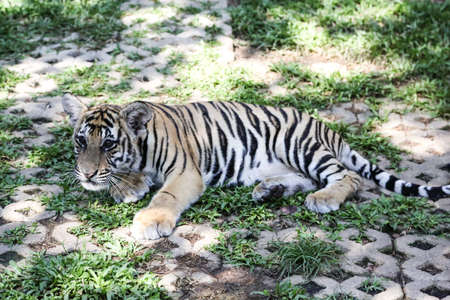 Baby Tiger in Thailand s Tiger Zoo