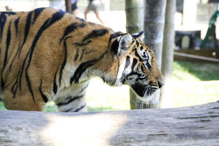 Tiger in the Chang mai zoo の写真素材