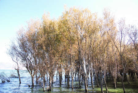 trees in the water の写真素材