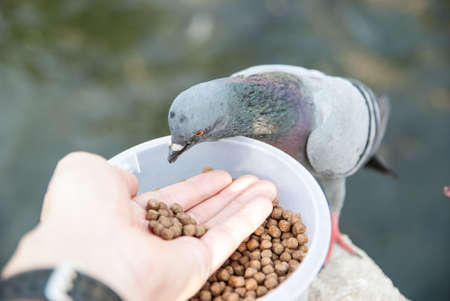 Pigeons feeding itself の写真素材