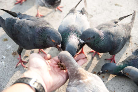 Yong man feed pigeons on Bangkok streetの写真素材