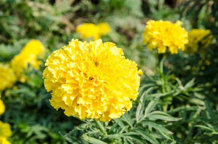 Closeup yellow marigold の写真素材