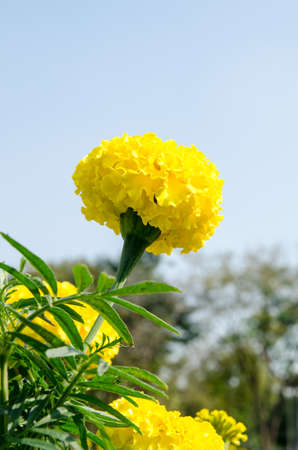 Yellow Flower, Marigold の写真素材