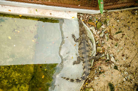 Crocodile is between land and waterの写真素材