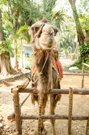 Camel portrait の写真素材