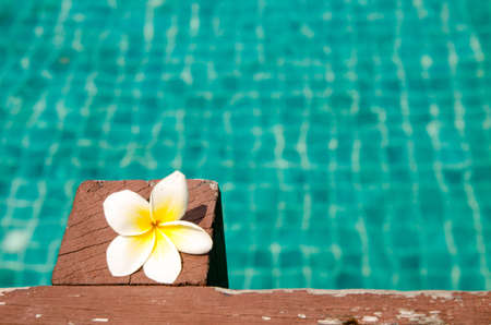 Beautiful frangipani on wood in the swimming poolの写真素材