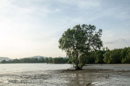 Mangroves growing in shallow lagoon in the bay background sea and mountainの写真素材