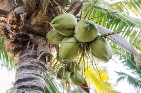 green coconut at tree