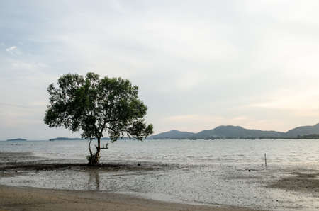 Mangroves growing in shallow lagoon in the bay background sea and mountain at sunaertの写真素材
