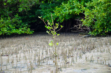 Green plant growing trough sand of the seaの写真素材