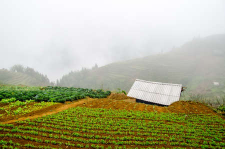 vegetable cultivationの写真素材