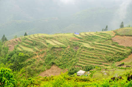 Terrace rice field and mountain view, Sapa, Vietnamの写真素材