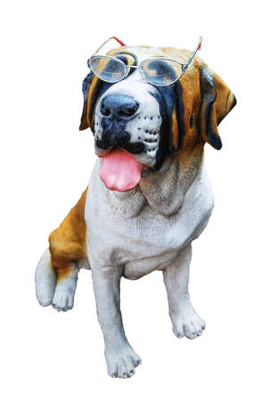Dog statue dressed with spectacles on white backgroundの写真素材