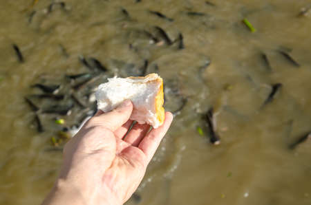 Yong man feeding the fish in the parkの写真素材