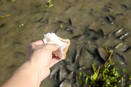 Yong man feeding the fish in the parkの写真素材
